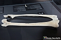 VBS_3153 - Femore - Mostra Body Worlds